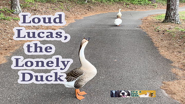 Loud Lucas The Lonely Duck, Calling His Dead Wife’s Name