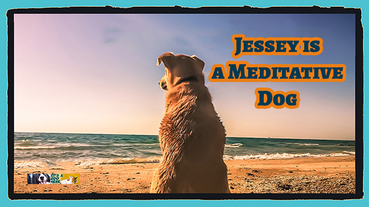 Jessey is a Meditative Dog